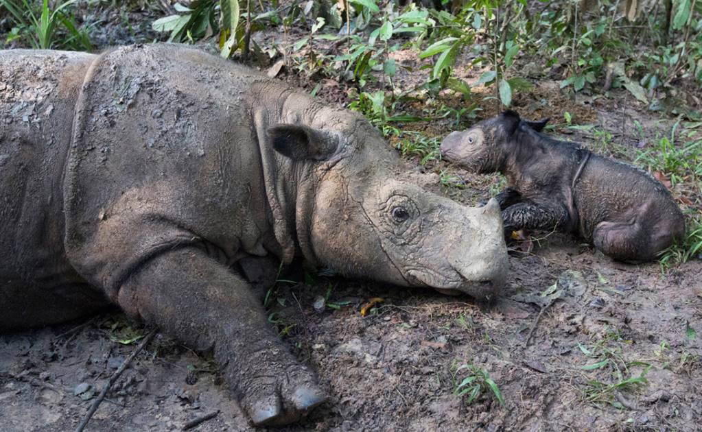Nace rinoceronte de Sumatra, especie en grave peligro de extinción