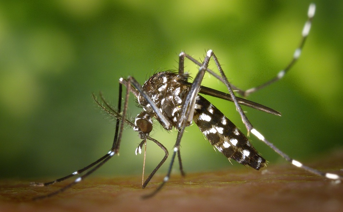 Alertan en Connecticut por ‘mortal virus’ transmitido por mosquitos 