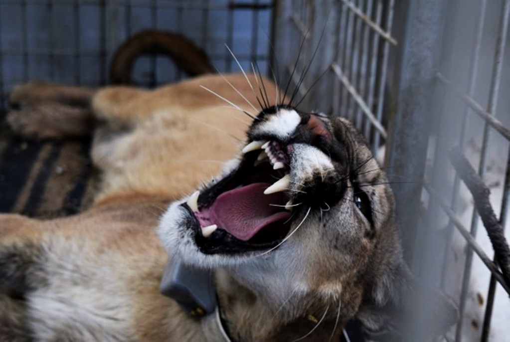 Reintegran ejemplar de Puma a su hábitat en Chihuahua