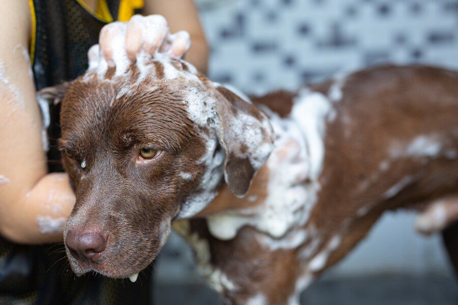 está bien dejar a tu perro sin agua