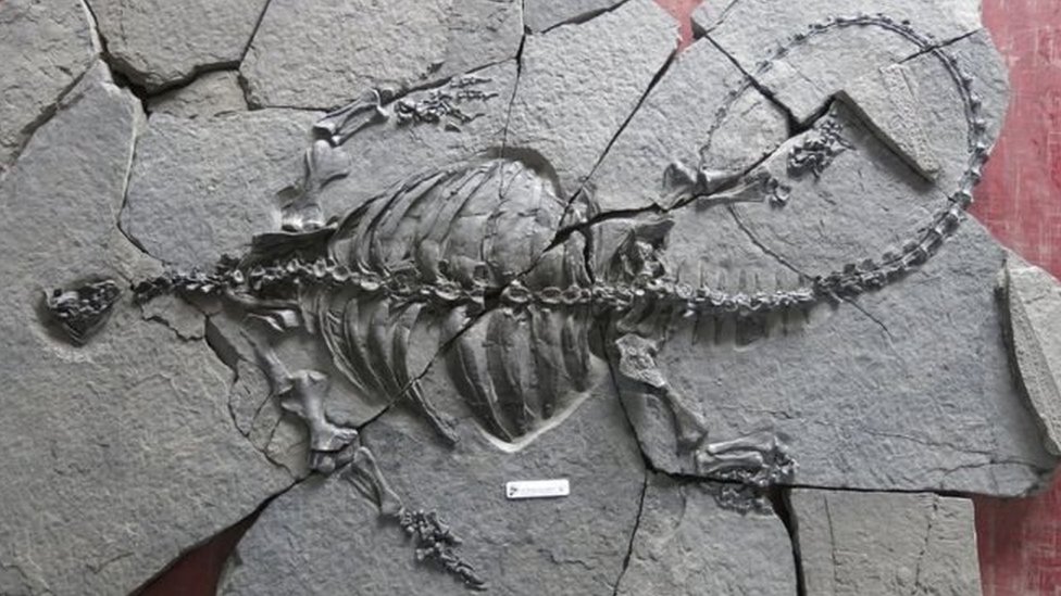 El fósil de una tortuga sin caparazón que desconcierta a los científicos