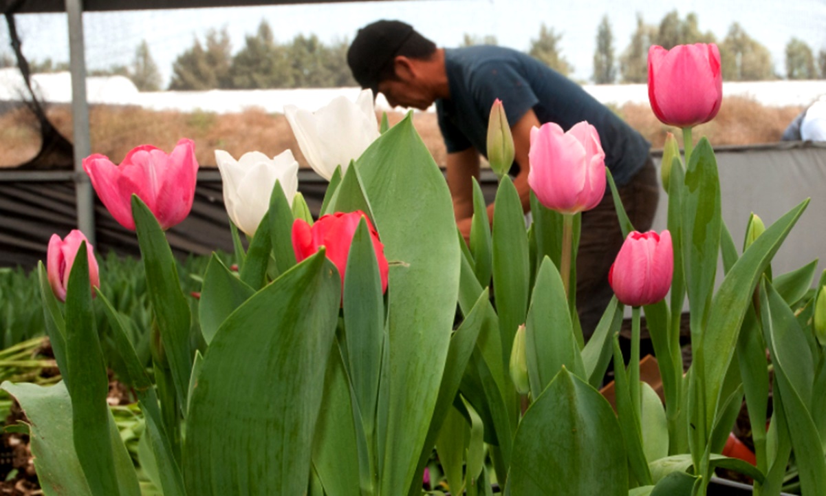 Lista, producción nacional de flores para festejos del Día de la Madre