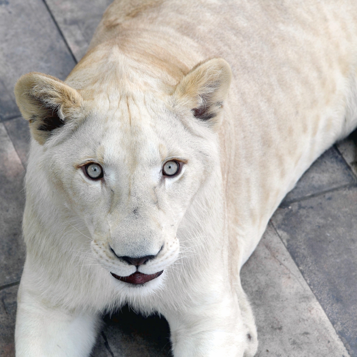 Aseguran tres leones albinos en Iztacalco