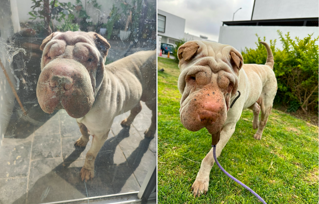 Ni los de raza se salvan. Enferma, abandonan a perrita Shar pei en Querétaro 