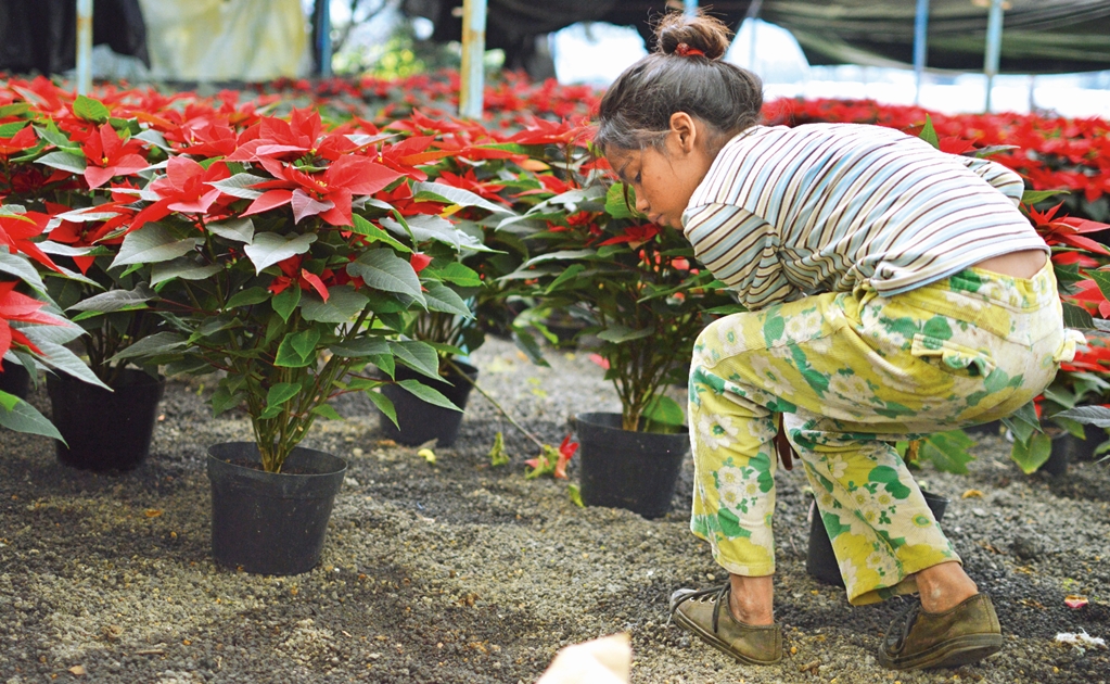 Mexico produces 19 million poinsettias for the holiday season