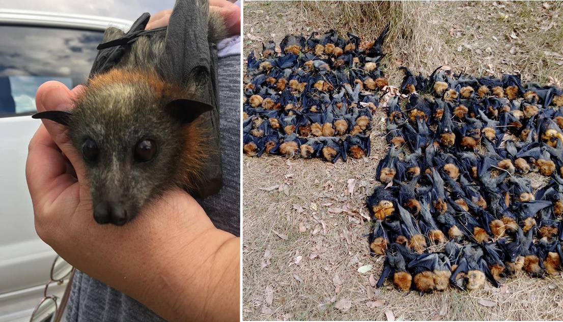 Ola de calor "fríe cerebros" a murciélagos en Australia; mueren cientos