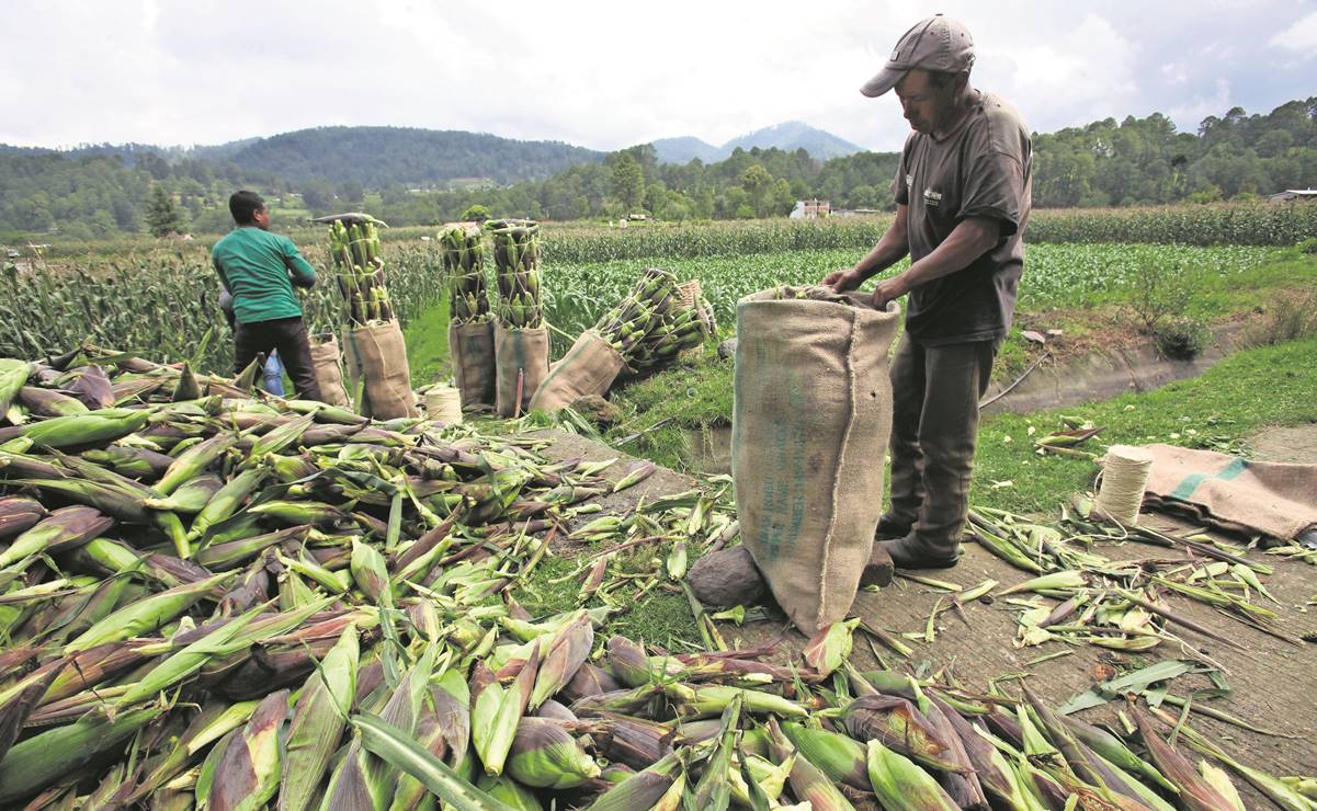 Gobernador de Sinaloa anuncia la compra de maíz a 13 mil pequeños productores 