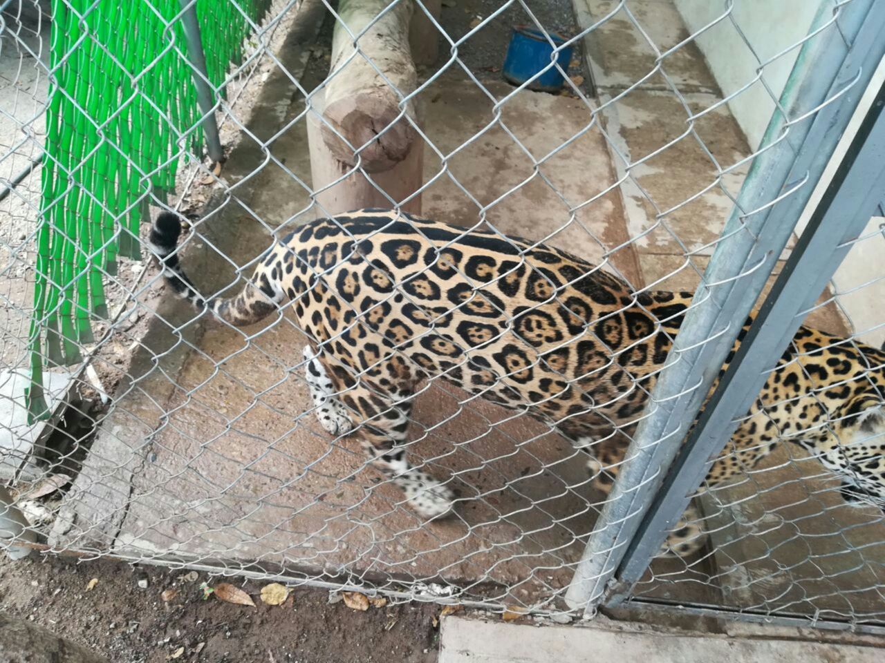 Profepa asegura jaguar en domicilio de Culiacán 