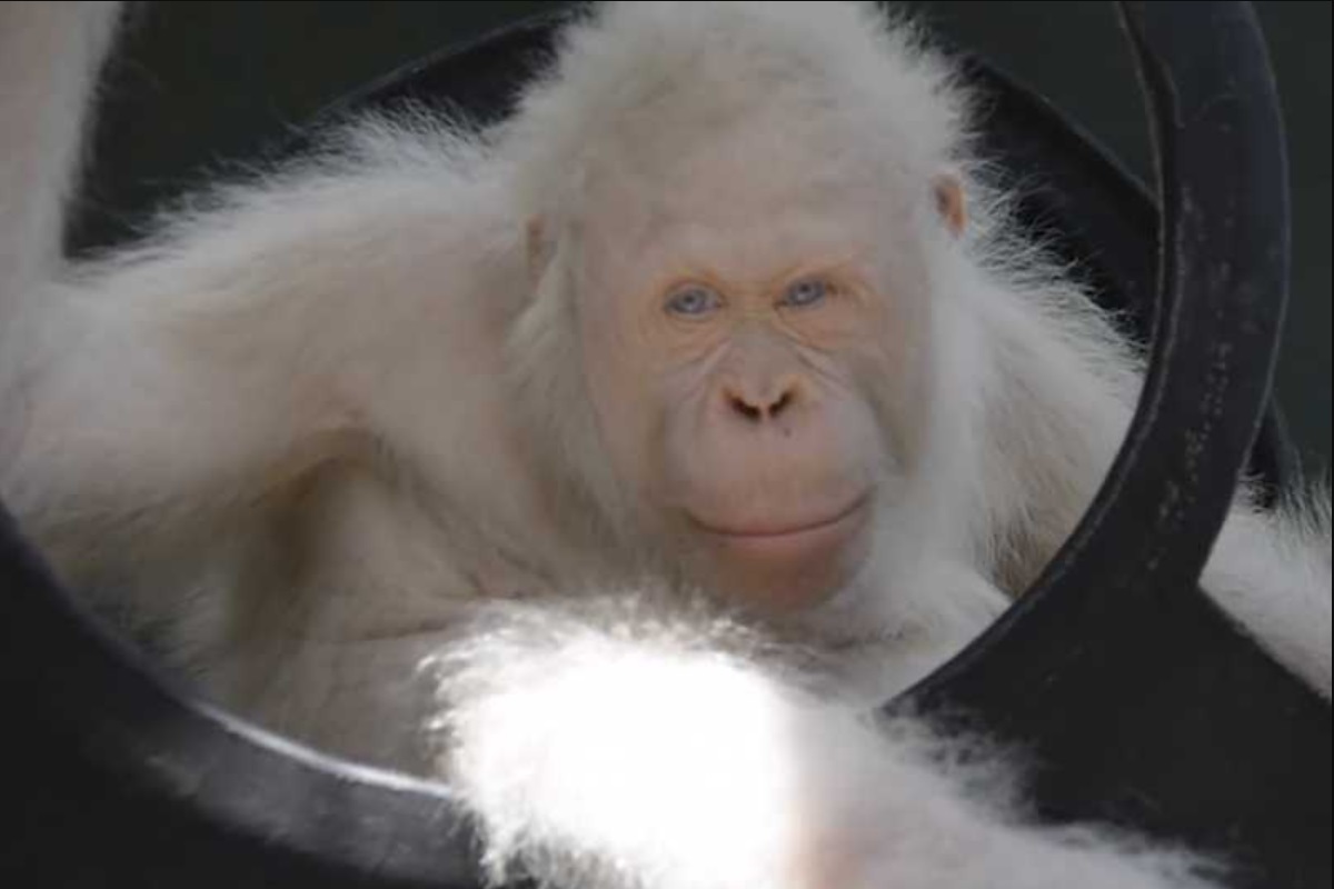 El único orangután albino del mundo vivirá en su propia isla artificial