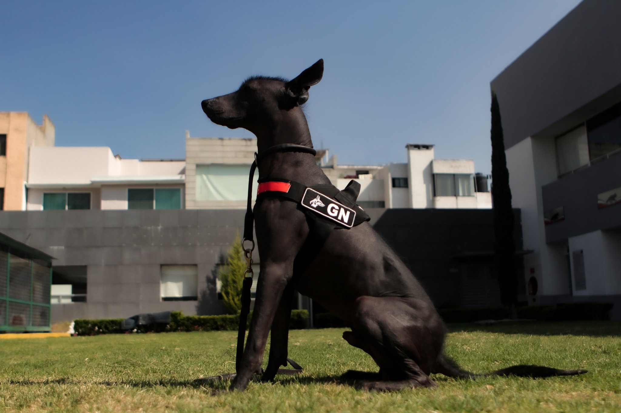 Video. Dante, el Xoloitzcuintle de la Guardia Nacional