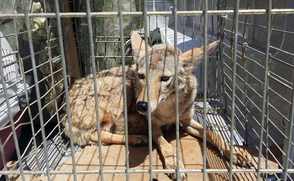 Profepa regresa a ocho animales a su hábitat