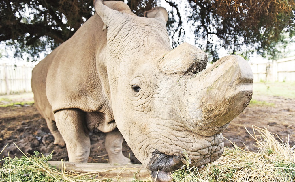 Embriones in vitro, esperanza para salvar al rinoceronte blanco del norte