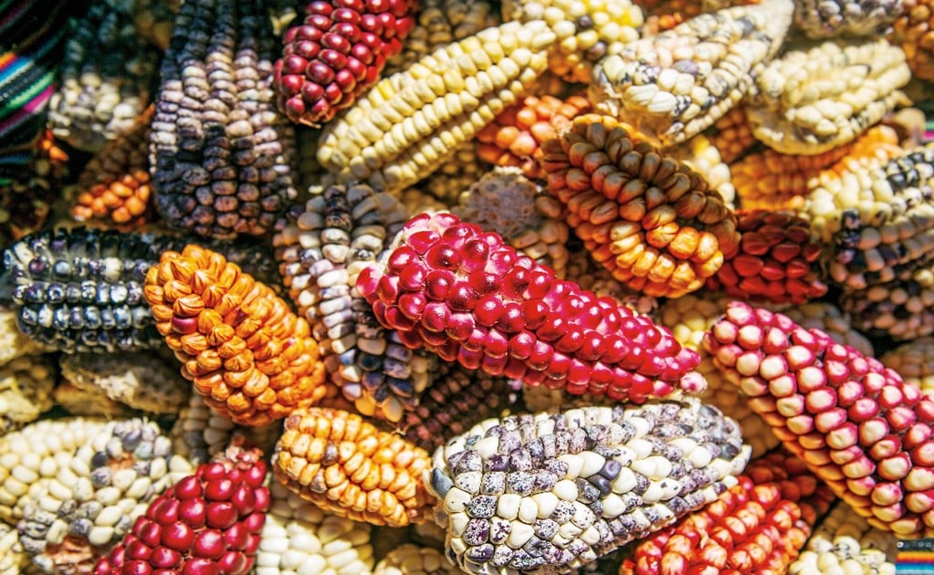 Rescuing native maize