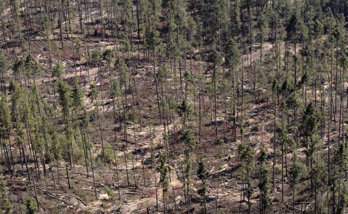 Detectan aumento disparado en explotación forestal de Europa