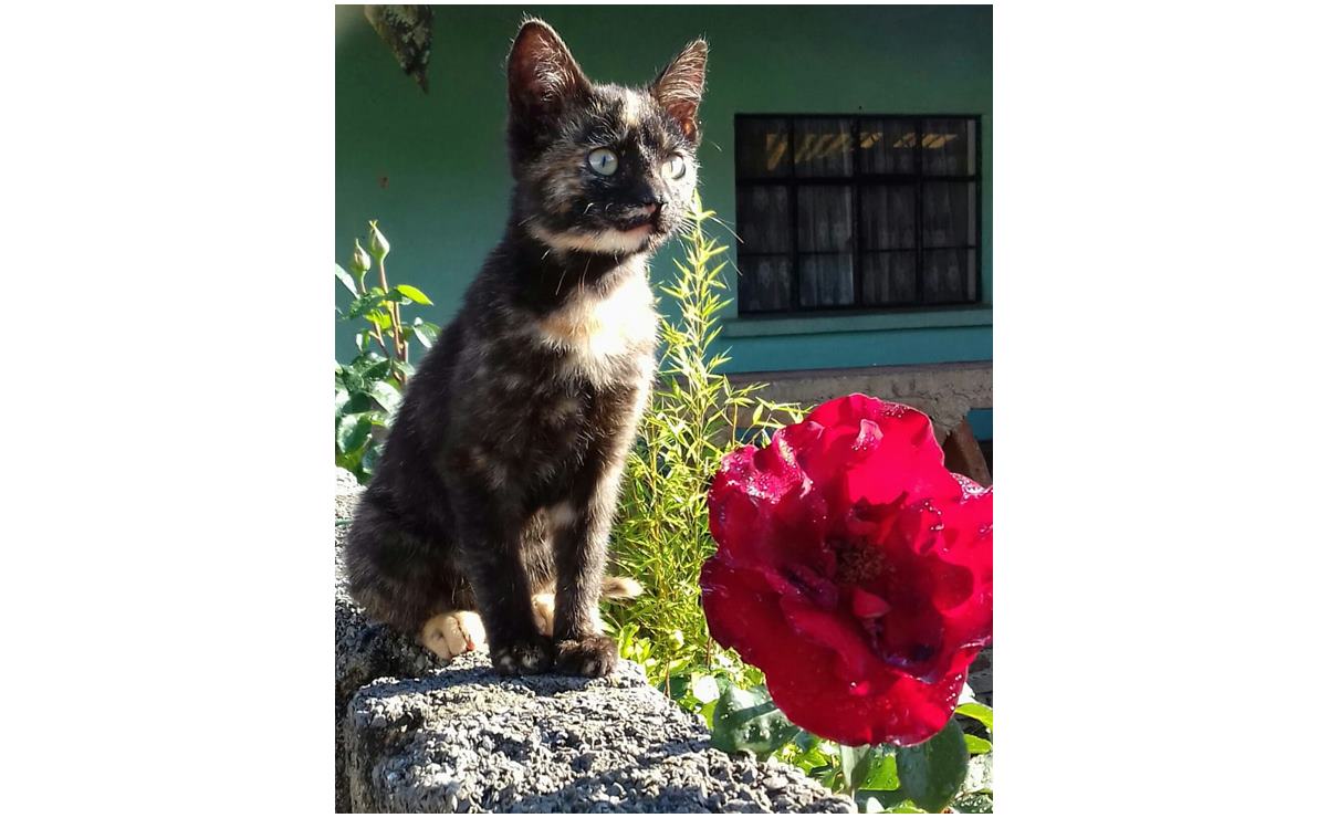 ¡Miau!... Los gatos han inspirado a The Cure y Luis Miguel