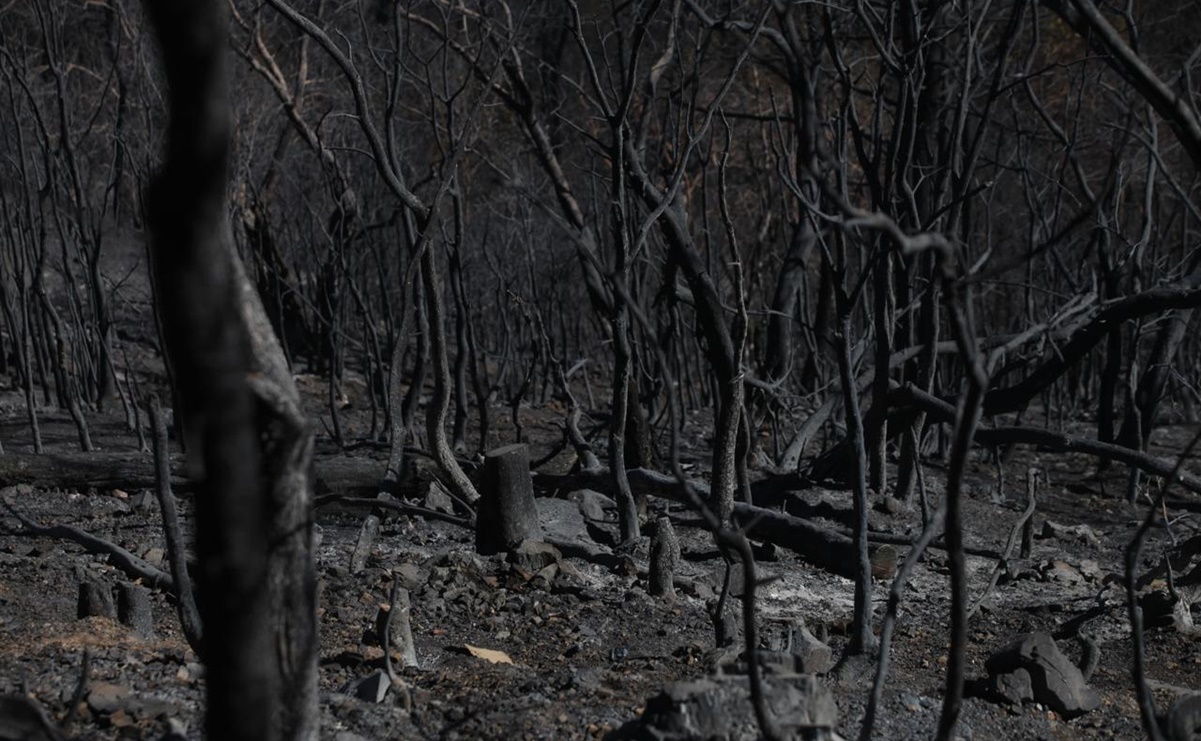 Tras 27 horas, liquidan incendio en Ixtepeji, Oaxaca; consumió 100 hectáreas de bosque