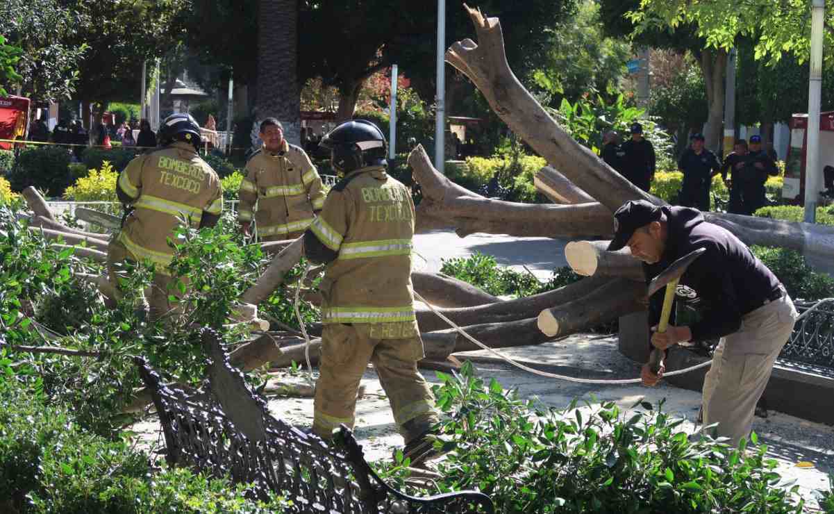 Cae árbol de 10 metros y lesiona a 5 en jardín de Texcoco