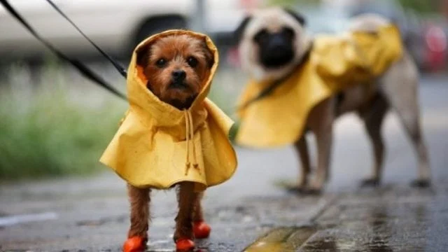 ¿Cómo proteger a tu mascota en temporada de lluvias según la UNAM?