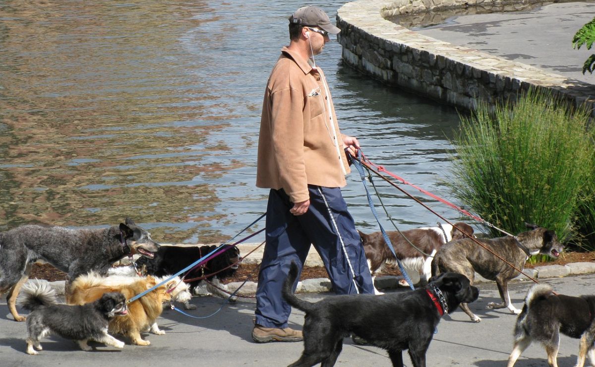 Conviértete en voluntario y regala un paseo a un perrito en Toluca