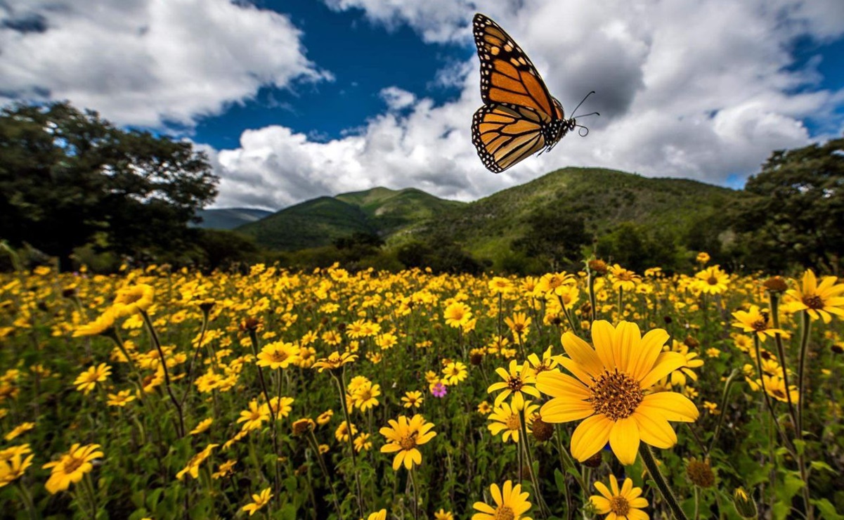 Decretan Área Natural Protegida de la Mariposa Monarca en Tamaulipas 