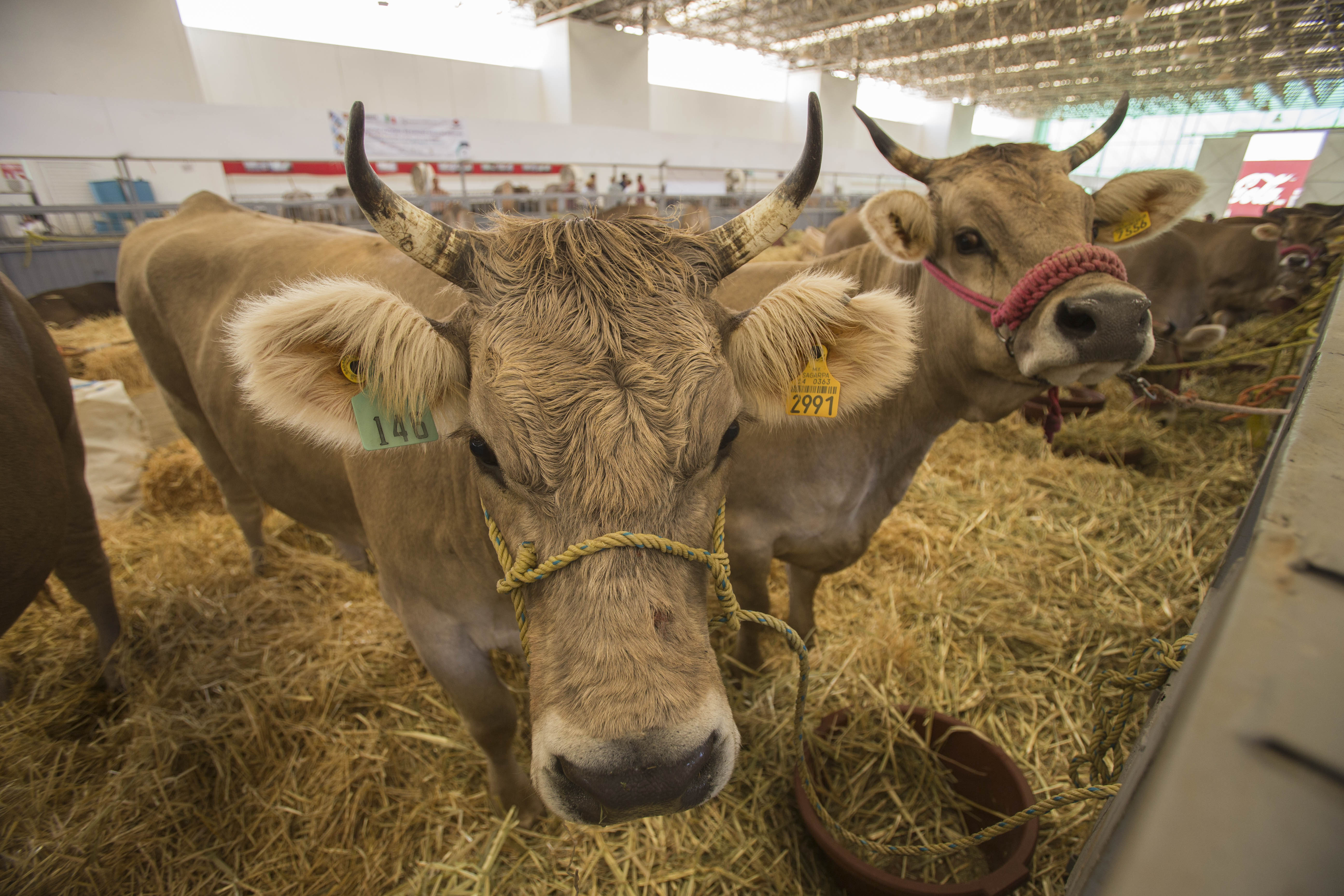 Ganaderos proponen bajar precio de la carne