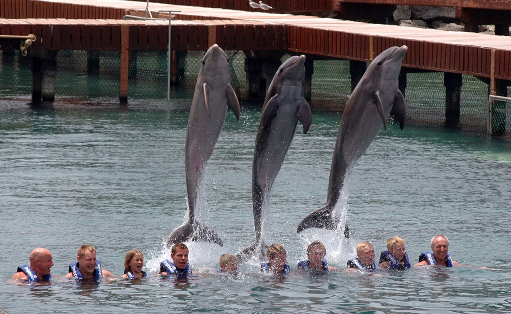 Reitera Semarnat que captura de delfines es ilegal
