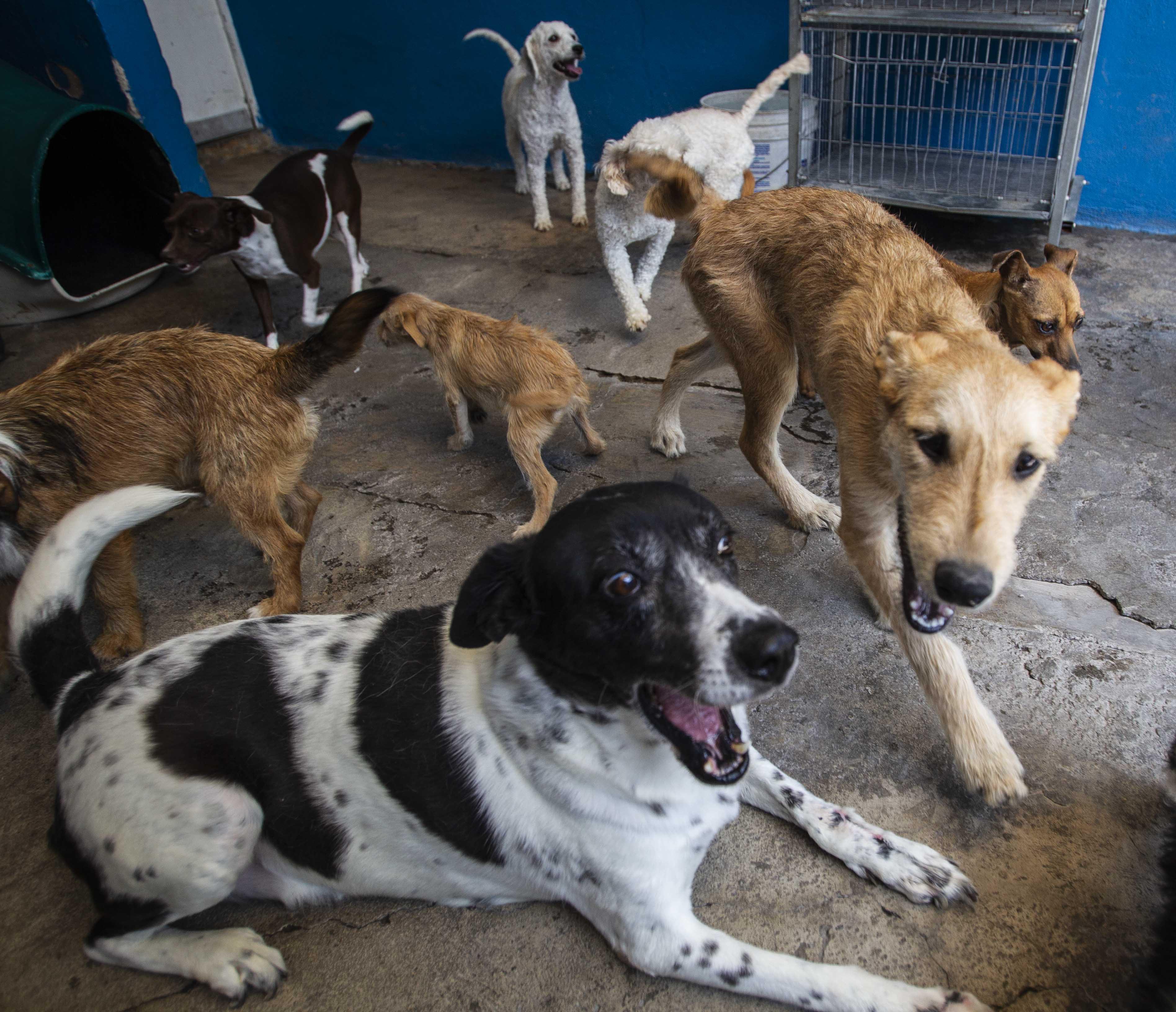 Agonizan refugios. Frente a la pandemia, piden apoyo para mascotas sin hogar 