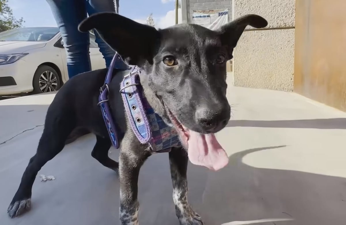 En liberación masiva de secuestrados en Zacatecas, rescatan a perrito que fue adoptado por el triatleta Victor Barrón