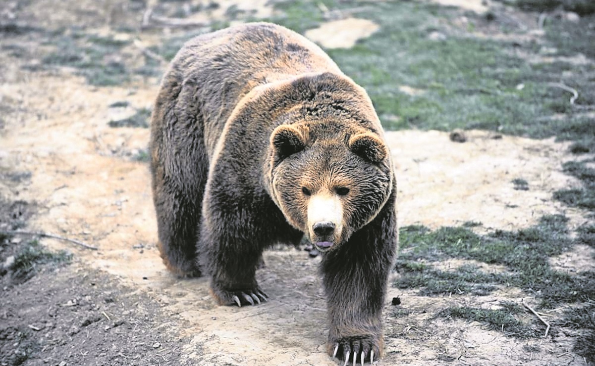 Matan a oso que supuestamente sacó a una mujer campista de su tienda y la atacó en EU