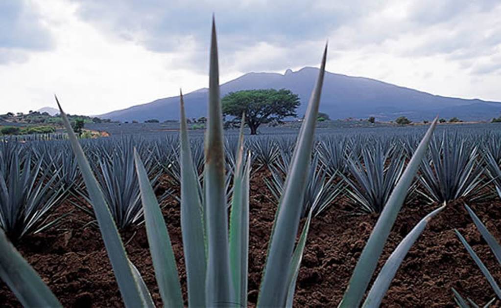 Volunteers, tequila makers lift imperiled bat off the mat, U.S. says