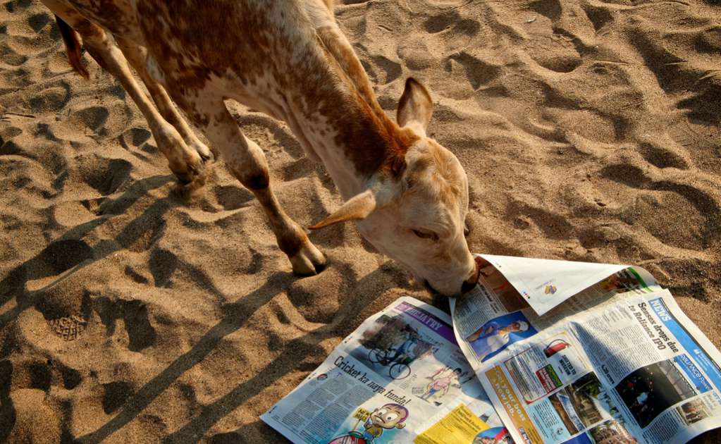 Las vacas se adueñan de las playas 