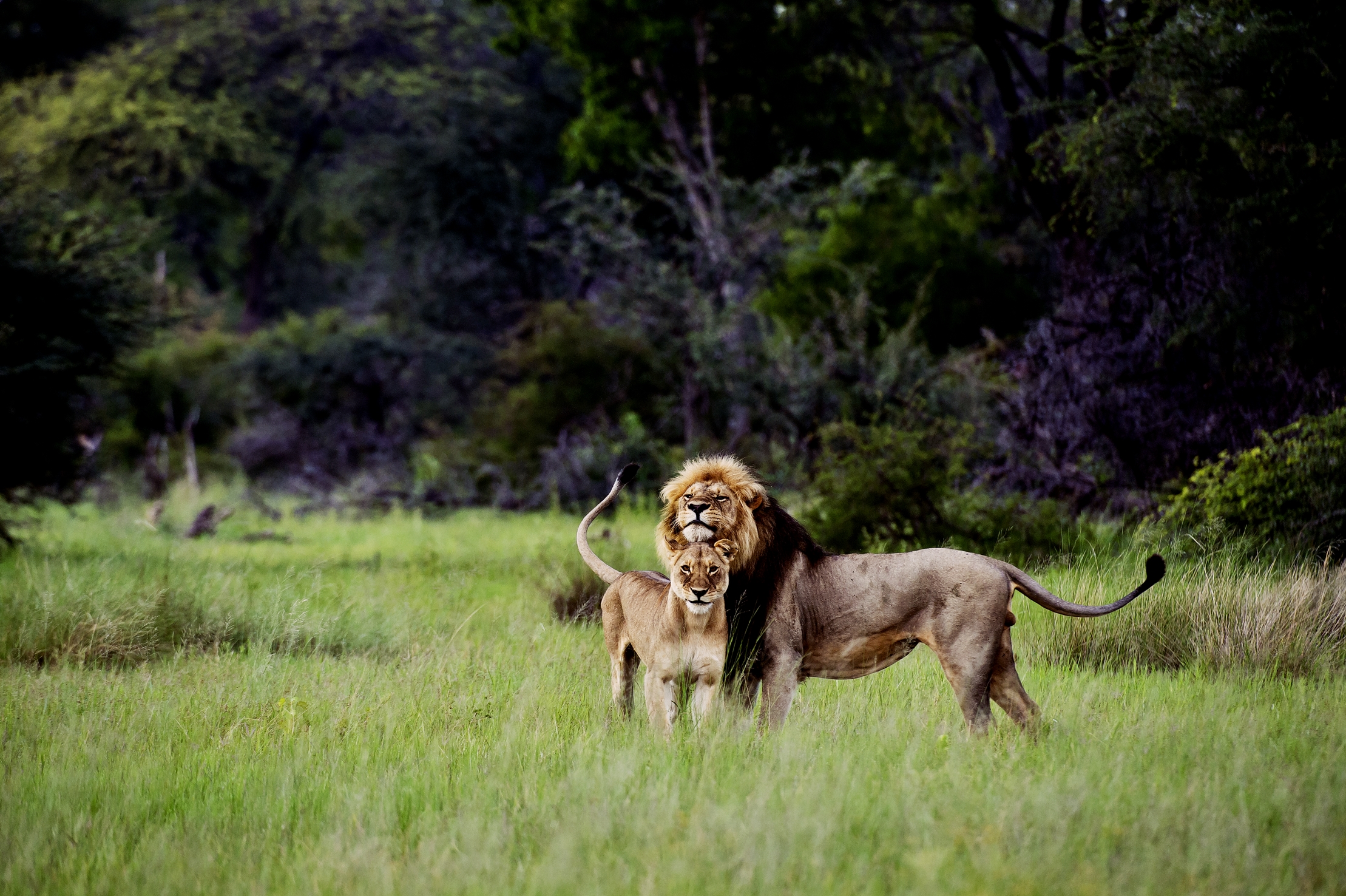 Zimbabue ofrece el mejor safari de África