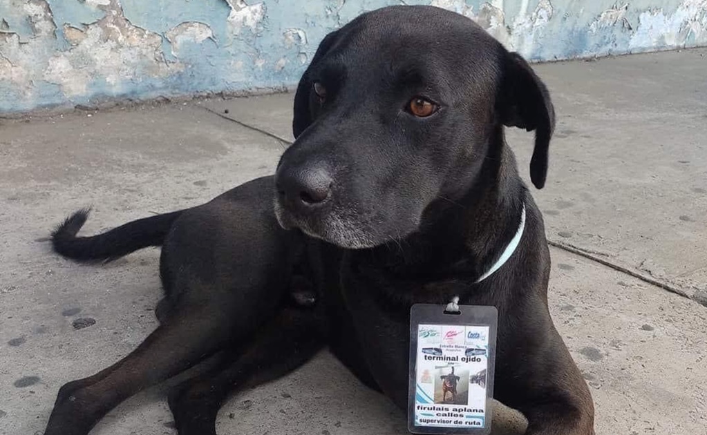 Perro callejero consigue "trabajo" en terminal de autobuses en Acapulco y se hace viral