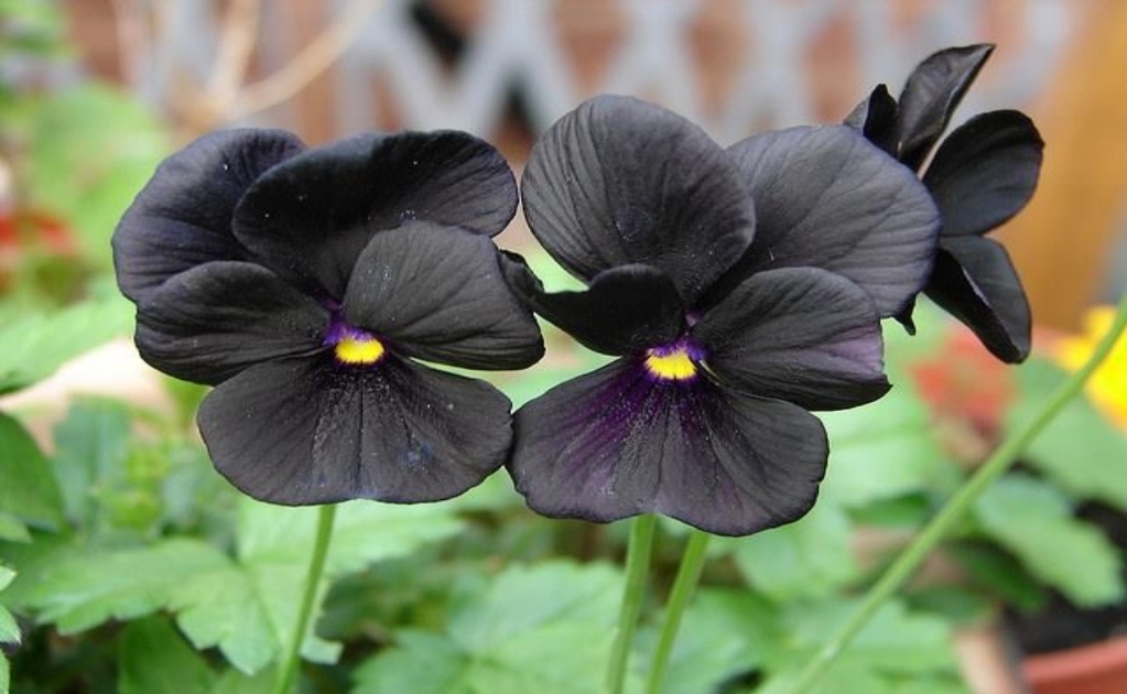 Estas plantas son ideales para las amantes del color negro 