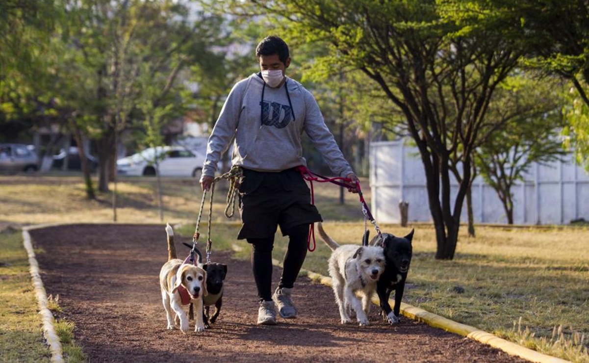 Morena va porque perritos que lleven los paseadores en CDMX siempre usen correa y bozal