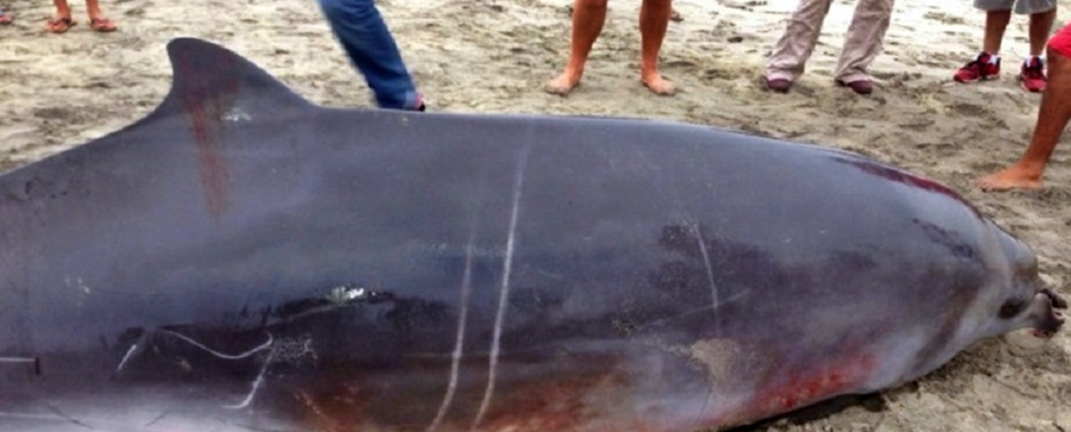 Hallan ballena picuda varada en playa de Oaxaca