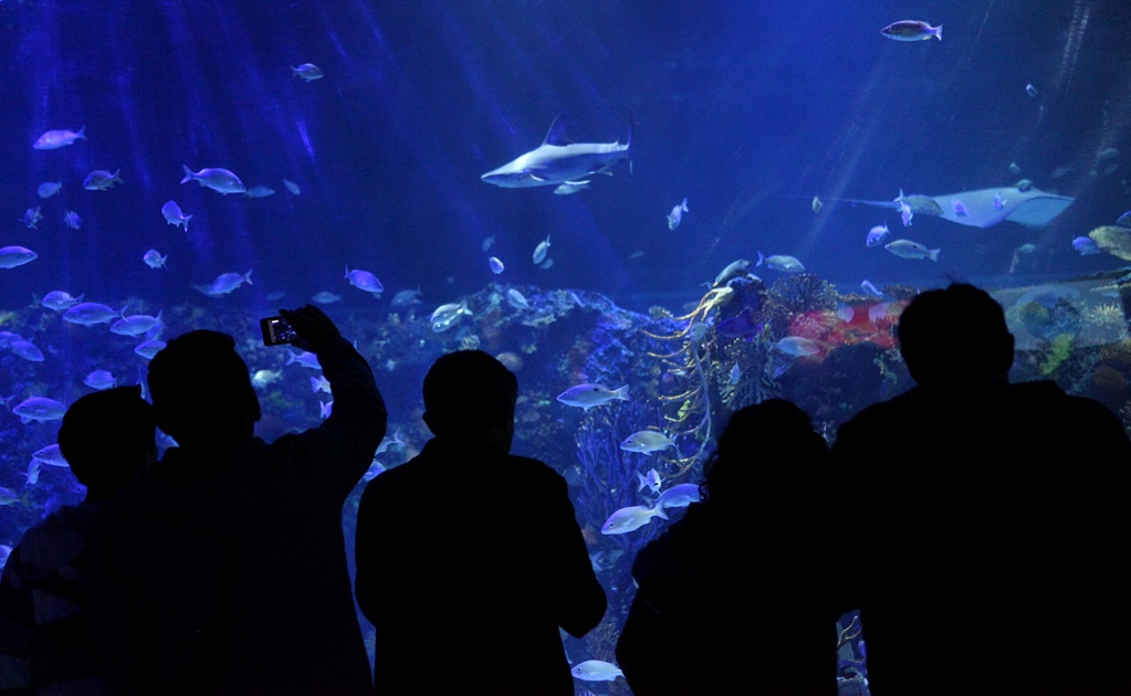 Mexico City’s aquariums and circuses reopen to the public