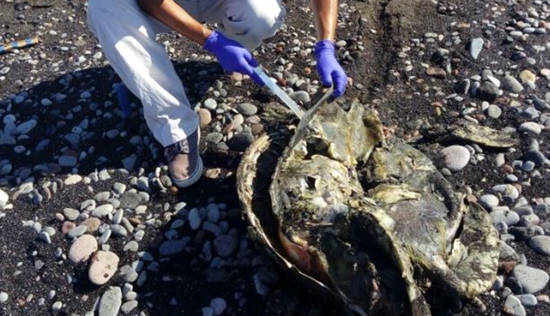 Profepa investiga muerte de 35 tortugas en BCS