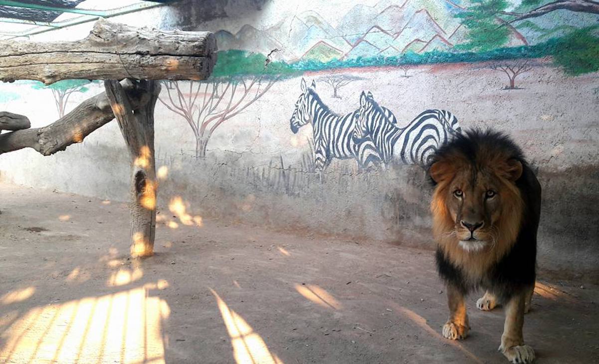 Roban el zoológico Wamerú; hay una persona fallecida 