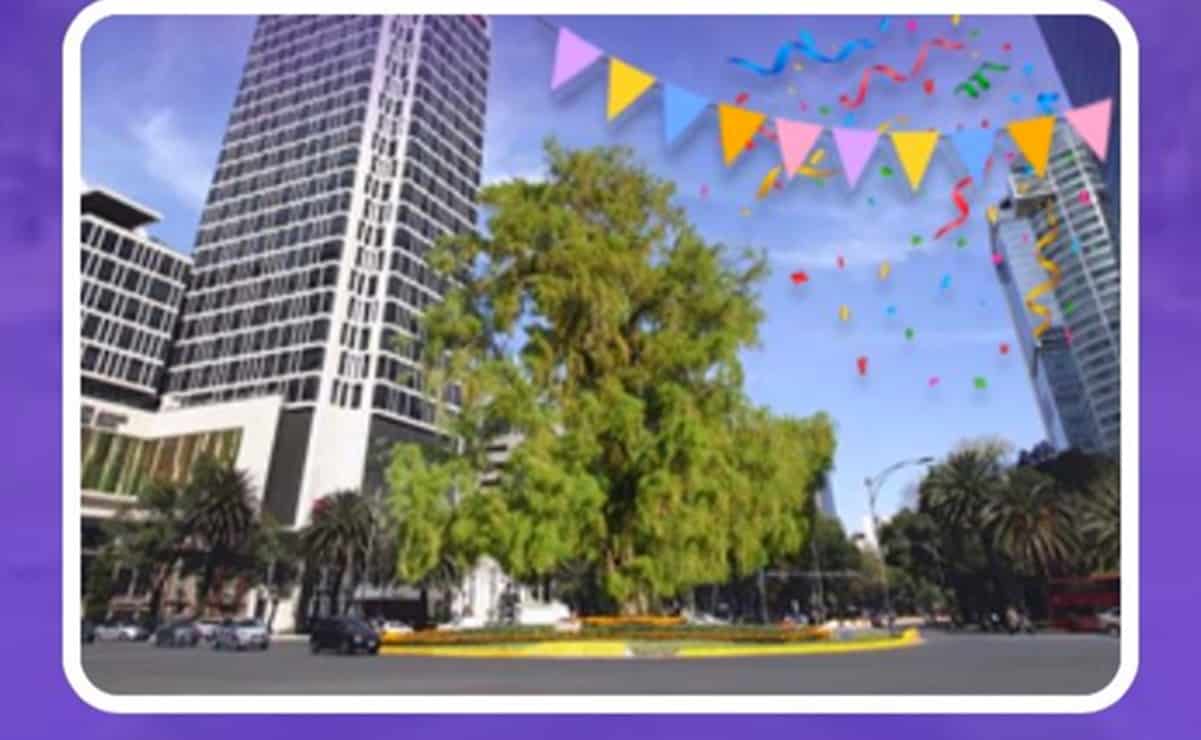 ¡Anota el día! Anuncian fecha para colocar el ahuehuete en Reforma