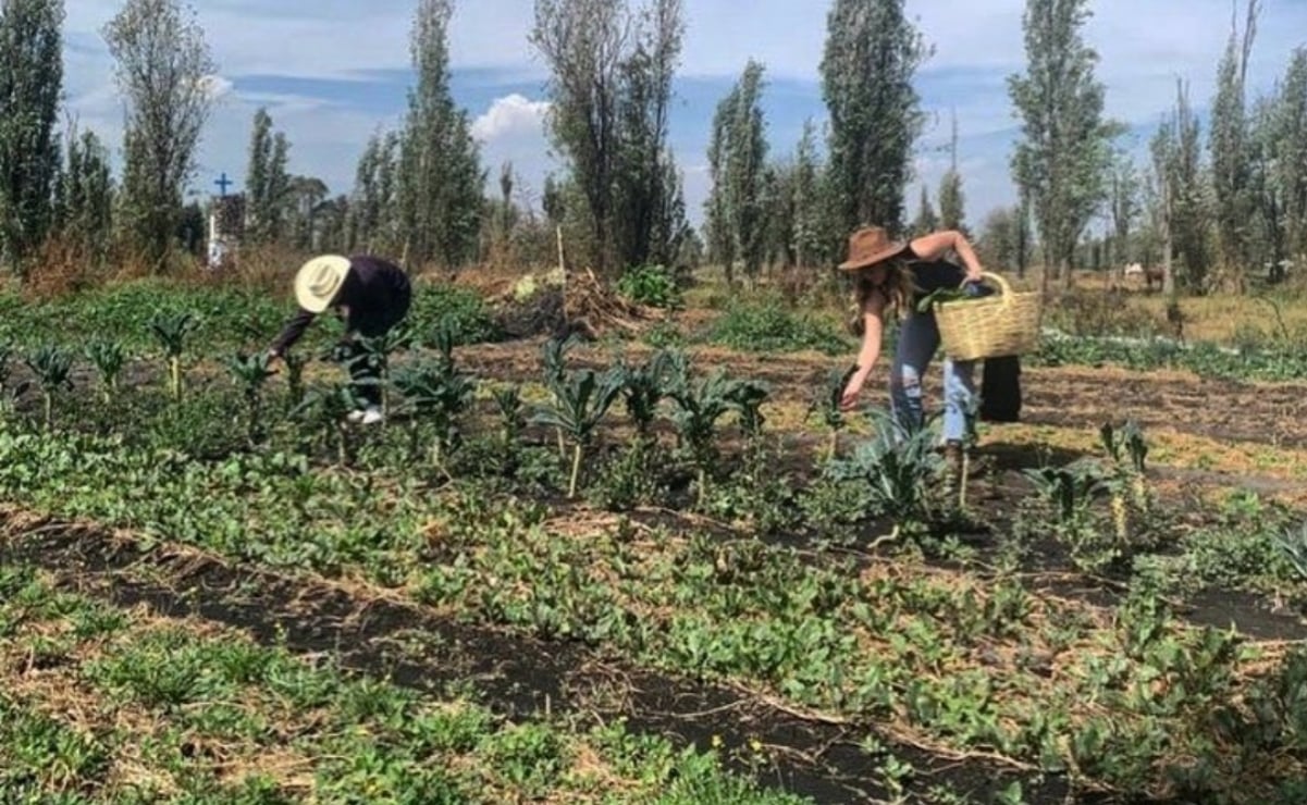 Descubre cómo es cosechar en una chinampa con ayuda de un robot