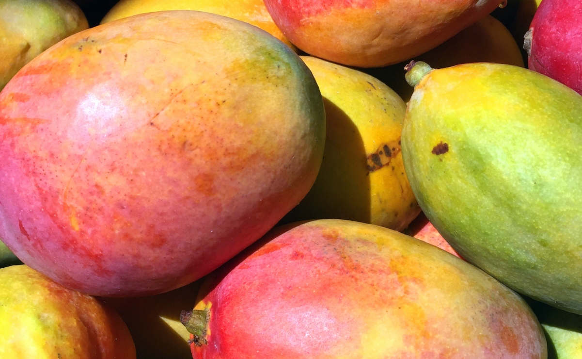 Familia pelea a machetazos por un árbol de mangos en Ahome, Sinaloa