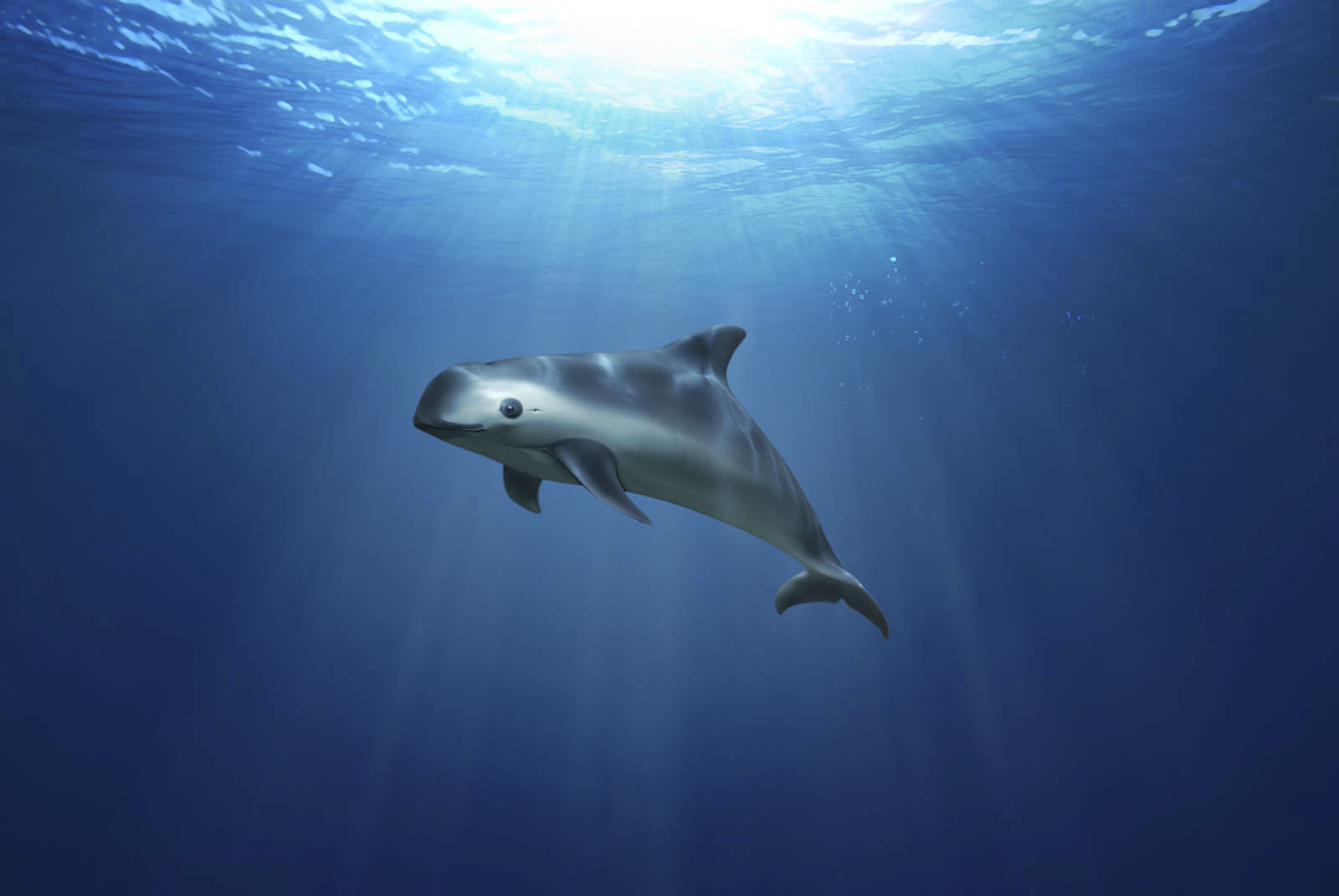 La vaquita marina lucha por continuar en el planeta