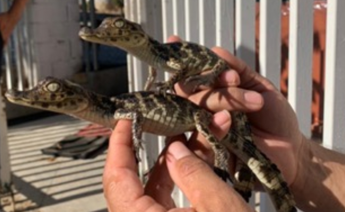 Rescatan 39 cocodrilos que eran transportados ilegalmente en una hielera en Chiapas 