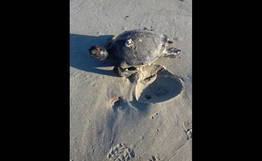 Investigan muerte de 86 tortugas marinas en BCS
