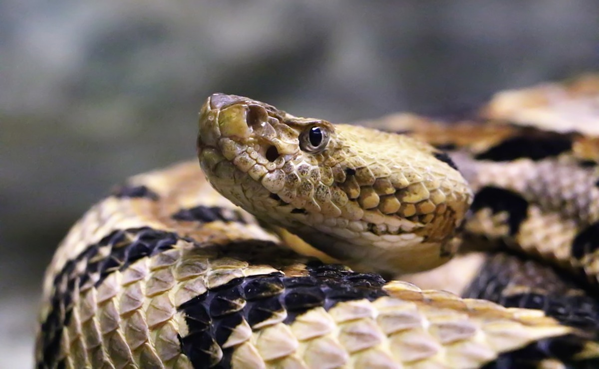 Encuentran invasión de serpientes de cascabel en casa de California 