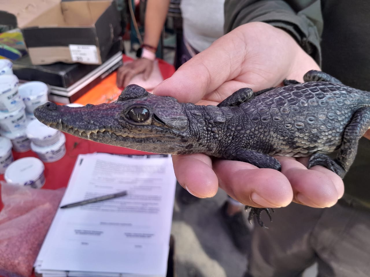 Video. Vendían una iguana y un cocodrilito en tianguis de Querétaro