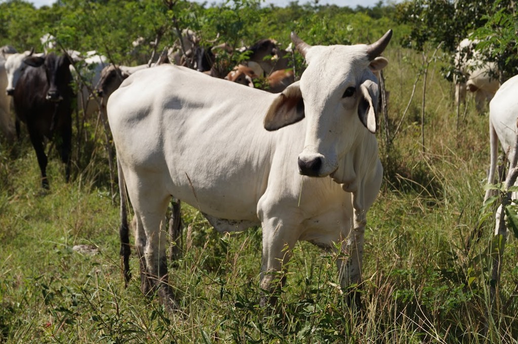 Cómo influye el tipo de alimentación de las vacas en la producción de la leche