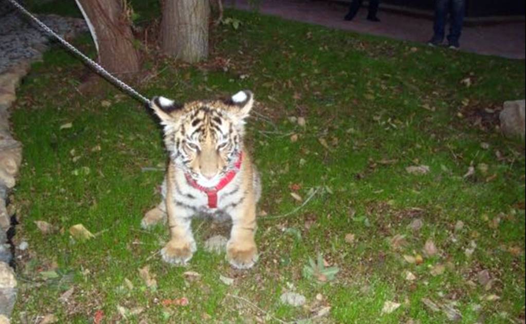 Profepa rescata a tigre de Bengala en domicilio de Tijuana