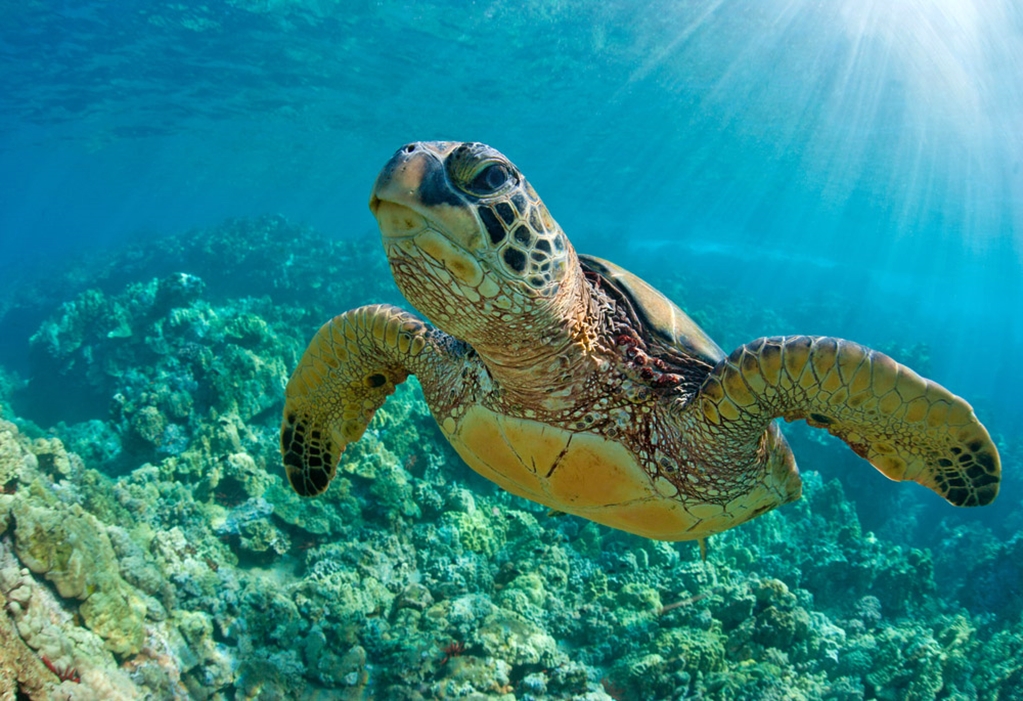 México, santuario de las tortugas marinas 